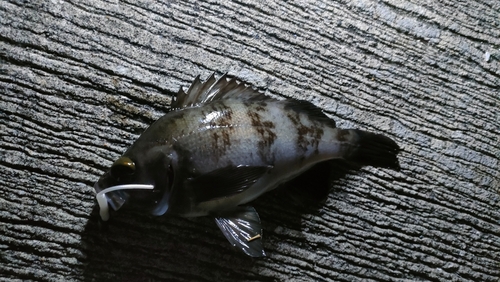 クロメバルの釣果