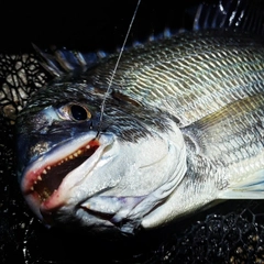 キビレの釣果