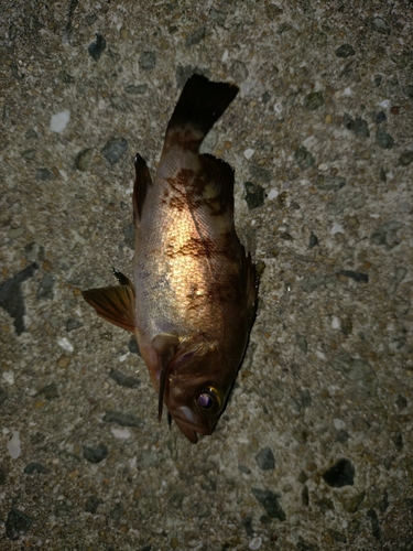 シロメバルの釣果