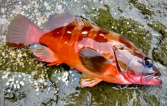 アカハタの釣果