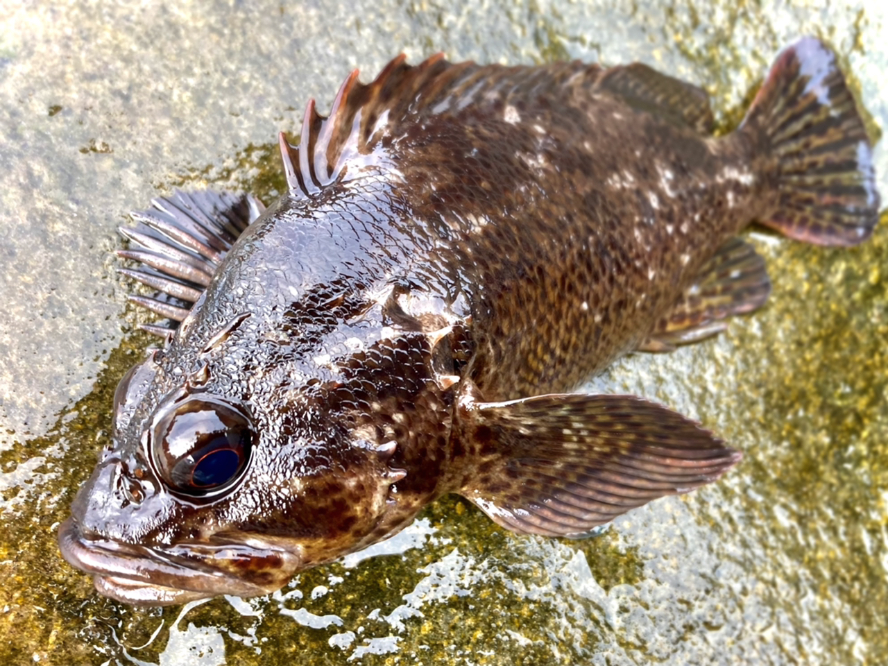 アカハタ