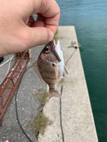 チャリコの釣果