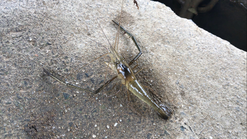 テナガエビの釣果