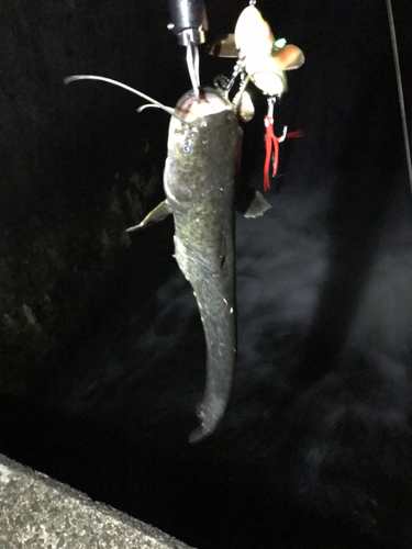 マナマズの釣果