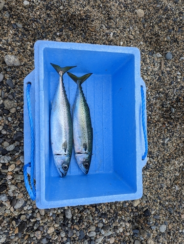 サバの釣果