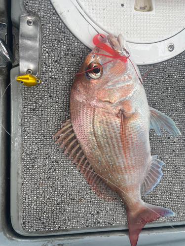 マダイの釣果