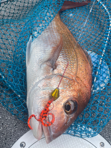 マダイの釣果