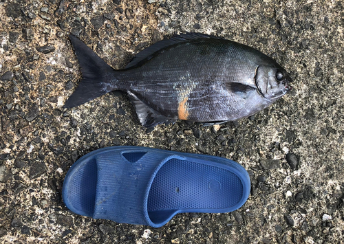 イスズミの釣果