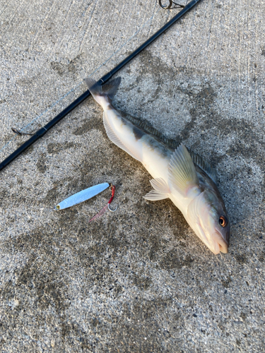 ホッケの釣果