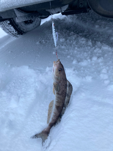 ホッケの釣果