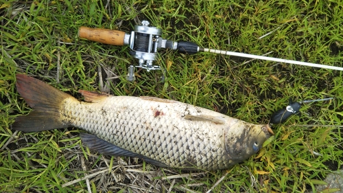 コイの釣果