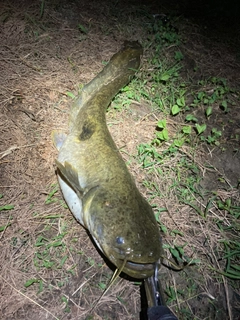 マナマズの釣果