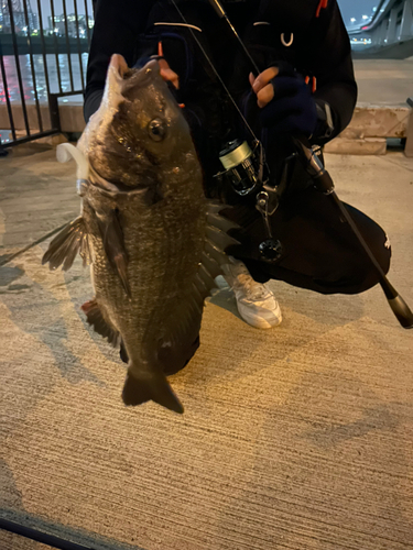 チヌの釣果