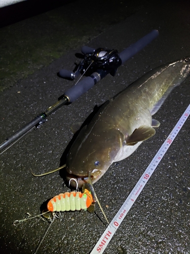 ナマズの釣果