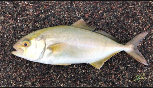 ショゴの釣果