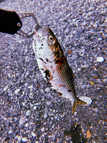 コノシロの釣果