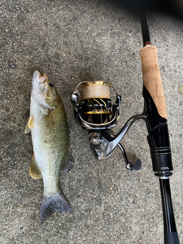 ラージマウスバスの釣果