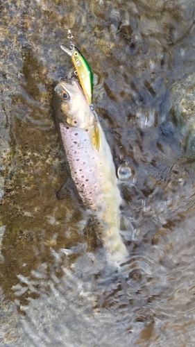 ブラウントラウトの釣果