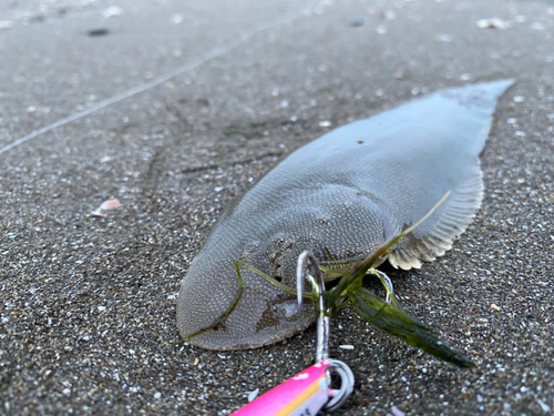 シタビラメの釣果