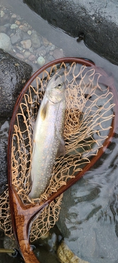 イワナの釣果