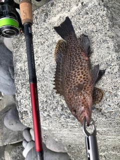 オオモンハタの釣果