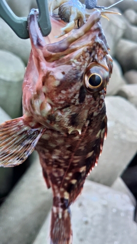 カサゴの釣果