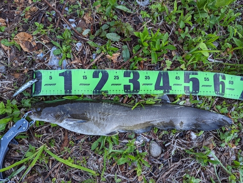 ナマズの釣果