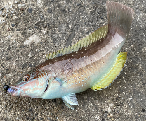 ホシササノハベラの釣果