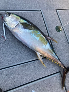 キハダマグロの釣果