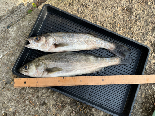 フッコ（マルスズキ）の釣果