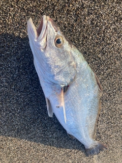 ニベの釣果