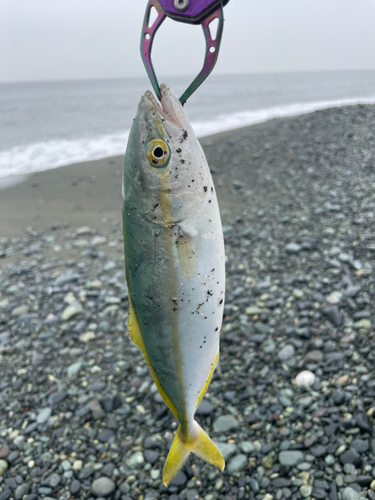 ワカシの釣果