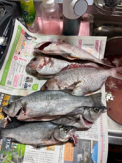 セイゴ(ヒラスズキ)の釣果