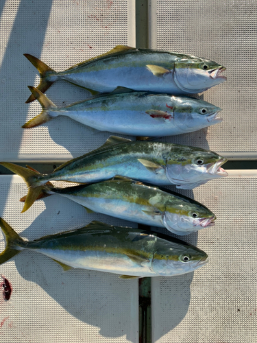 ヤズの釣果