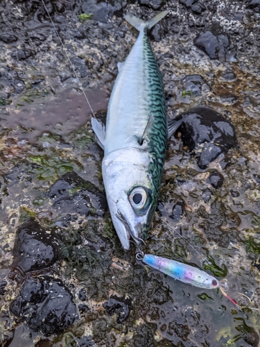 サバの釣果