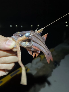 シロメバルの釣果