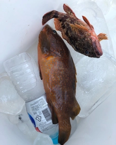 キジハタの釣果