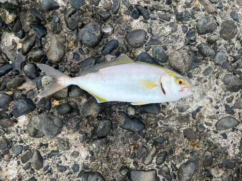 ショゴの釣果