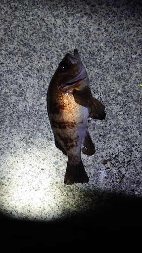 シロメバルの釣果