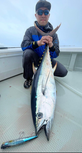 キハダマグロの釣果