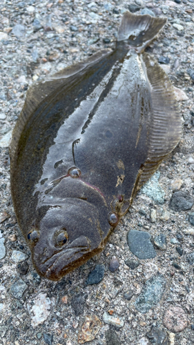 ソゲの釣果