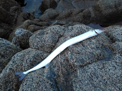 ダツの釣果