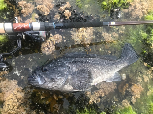 クロソイの釣果