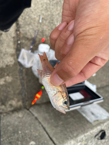 ネンブツダイの釣果