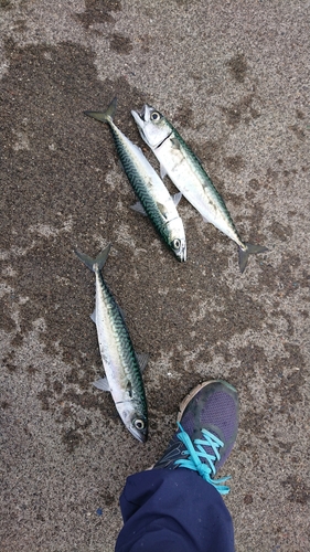 サバの釣果