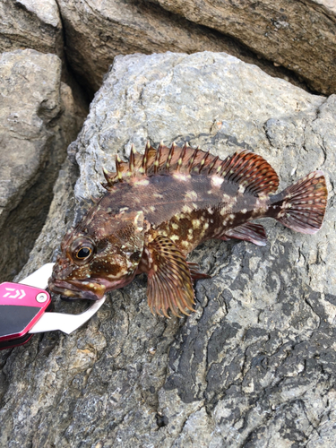 カサゴの釣果