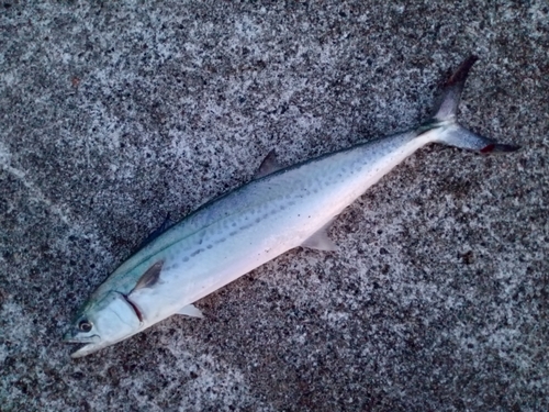 サゴシの釣果