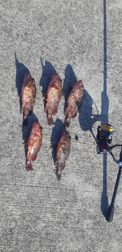 カサゴの釣果