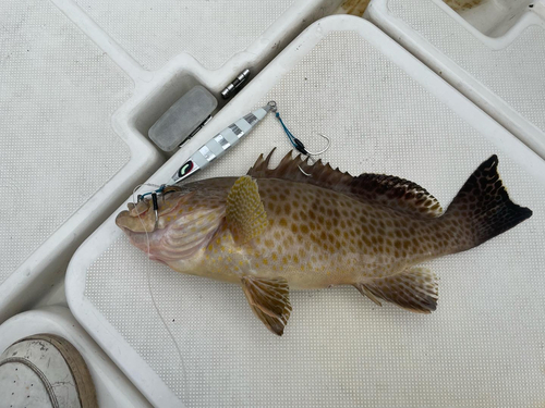 オオモンハタの釣果