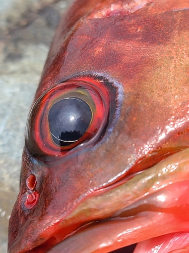 アカハタの釣果